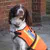 Technical Rescue Unit Image - Search and Rescue Dog